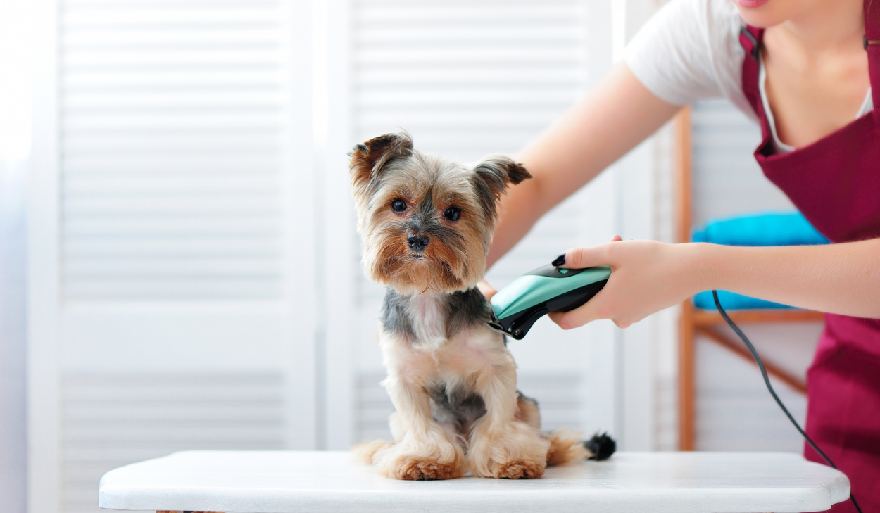 Conga’s Pet Grooming to Open First Brick & Mortar at Welleby Plaza